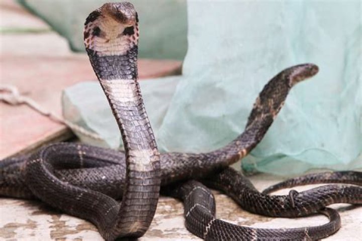 
8-Year-Old Boy Bites Venomous Cobra Twice After Getting Attacked, Kills It: Report 