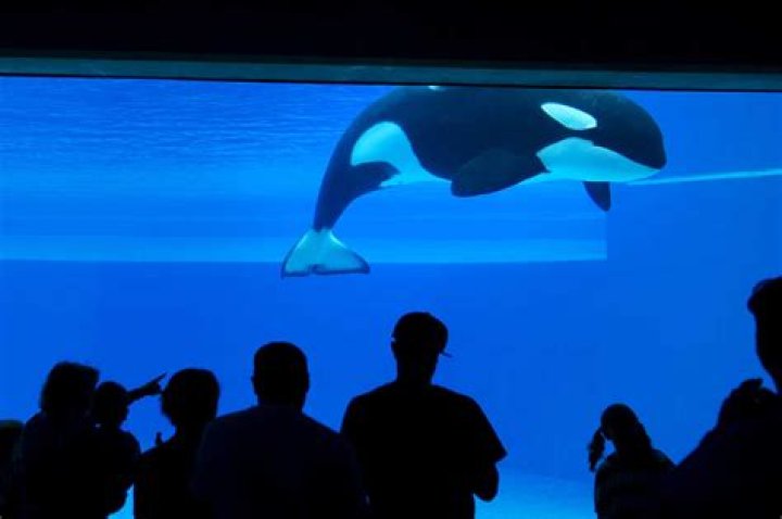 
All about Kiska, ‘world’s loneliest orca whale’, star of Free Willy movie dies at at Marineland theme park, Niagara Falls 