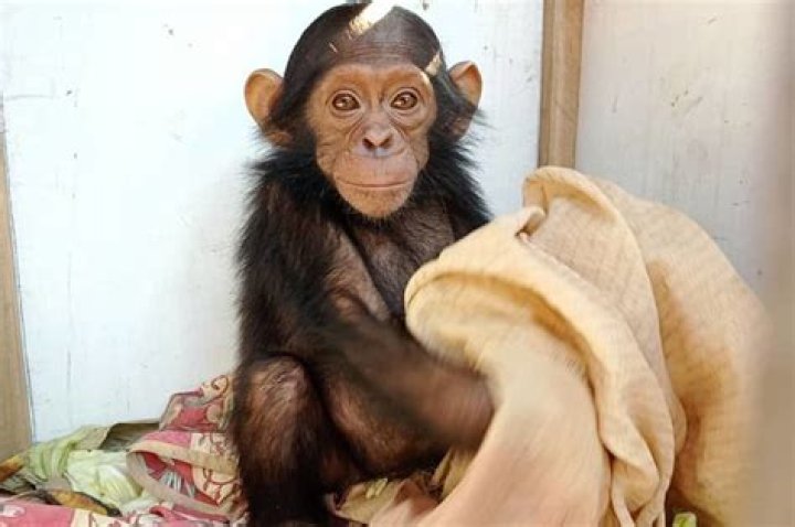 
Monkey business: Abductors demand ransom for kidnapped baby chimps 