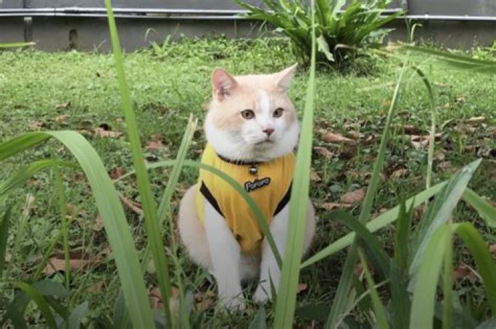 
Pororo Kucing Tiktok Hilang, Who Is The Owner and What Exactly Happened To The Cat? 